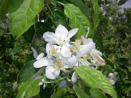 Apple blossoms - flowers, blossoms, nature, aplple, apple blossoms