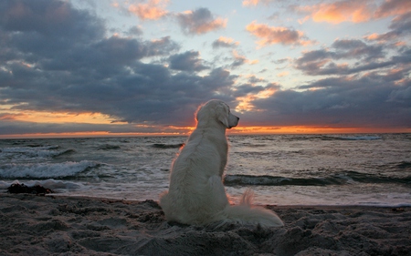 Waiting - cute, beautiful, beach, adorable, ocean, dogs, view, nature, sunset, colorful, waiting, animals, pretty, beauty, sweet, peaceful, sky, sand, clouds, lovely, sea, colors, waves, dog