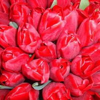 Red tulips