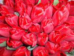 Red tulips