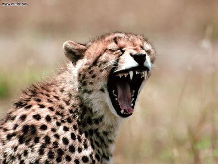 Primal_Scream_Cheetah - animal, scream, nice, cheetah