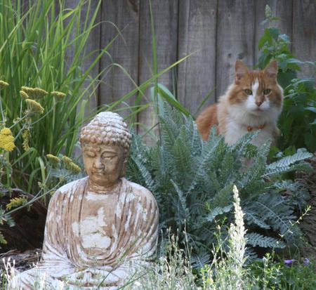 Little Buddha - sitting, statue, cat, garden