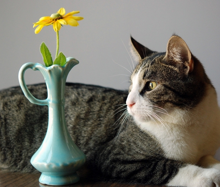 cat & daisy - daisy, vase, flower, cat