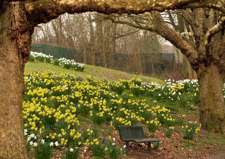 Spring Bench - flowers, bench, spring, park