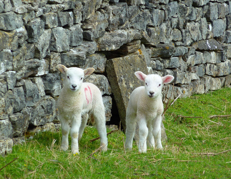 Sign of spring - lambs, sign, beauty, spring, grass, sesons, sweets, white, sheep, cute, wall, animals