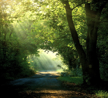 Light the way - sun rays, trees, green, sunshine, forest, pathway