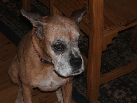 Suzie the Boxer Dog - sad dogs, chair, old dogs, brown dogs, collar, puppies, boxer dogs