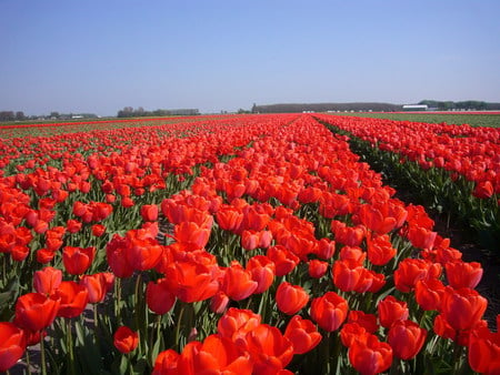 field red tulips - nature, sky, red, tulips, flowers