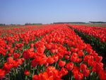 field red tulips