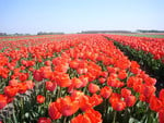 field red tulips 2