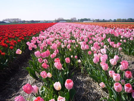 field pink tulips - nature, red, pink, tulips, flowers, colors