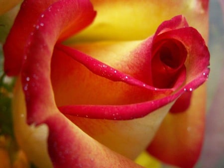 rose - nature, closeup, colors, flowers, rose