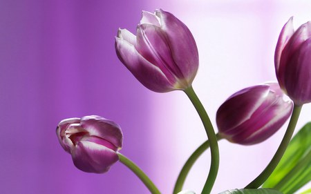 tulips - nature, purple, tulips, flowers, flower