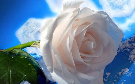 white rose - white, nature, rose, flower