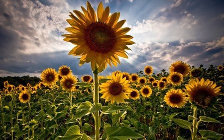 Sunflowers-fields - flowers, clouds, sunflowers, nature, amazing, sky