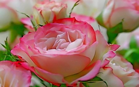 Show-My-Love - white, nature, roses, pink, flowers, colors