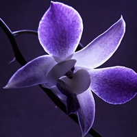 Purple-Orchid