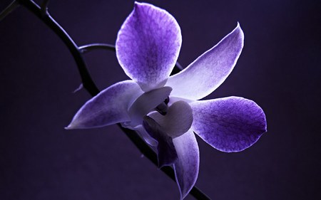 Purple-Orchid - orchid, flower, nature, purple