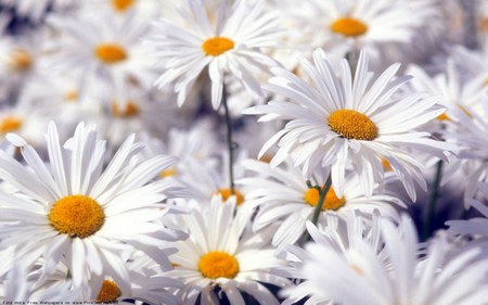 Matricaria-maritima-or-the-Sea-mayweed - white, nature, matricaria, flowers