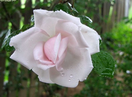 pink rose - flowers, garden, rose, pink