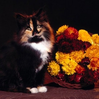 Cute Kitten