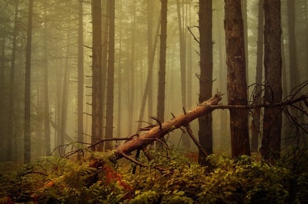 Forest - trees, fog, photography, forest, photo, fallen, tall, tree, forests, nature, green, mist, bulgaria