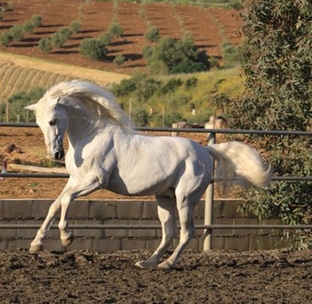 Grey Andy - horses, andalusian, iberian, spanish, grey