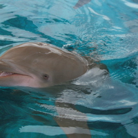 Dolphin Sticking It's Head Out of water