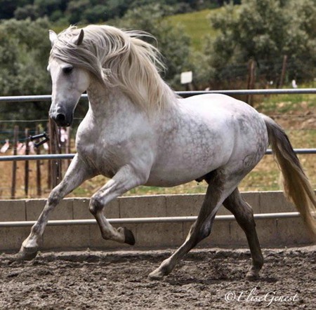 Great Andy - horses, andalusian, iberian, spanish, grey