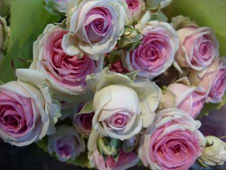 Roses for My Friend AngelOfMusic - roses, bouquet, pink, still life