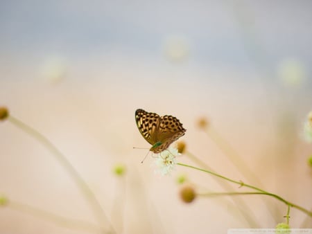 Little butterfly ;) - sunlight, sparkle, summer, forever, sunshine, spring, just fly, butterfly, little