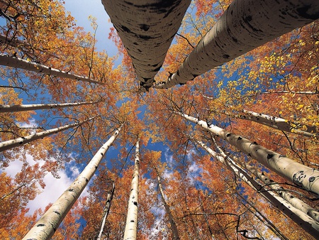 View from Below - clouds, below, trees, leaves, tall, forests, autumn, view, sky