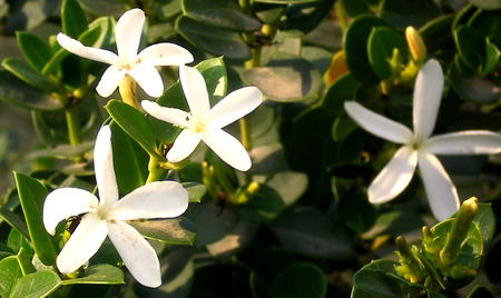 White flowers - white, nature, flowers