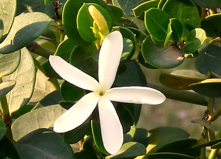 White flower - white, nature, flowers, flower