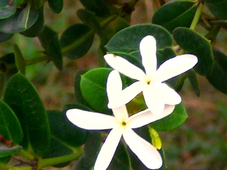 Beautiful - white, nature, flowers