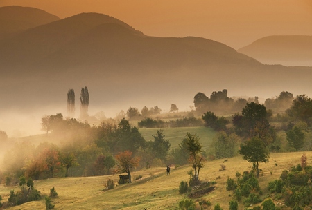 Rhodopy Mountain - trees, fog, donkey, photography, photo, mountain, animal, nature, mist, bulgaria