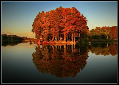 Ruse - trees, water, forest, photo, reflection, tall, fall, river, photogrpahy, nature, autumn, view, nice, bulgaria