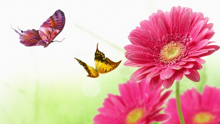 Gerber Daisy Butterfly Dance - bright, butterfly, gerbera, pink, daisy, daisies, firefox persona, butterflies