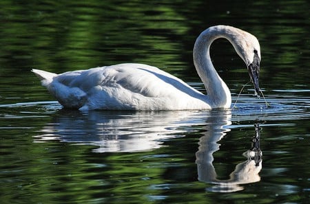 swan lake reflection - nature, swan, lake, reflection