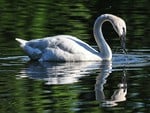 swan lake reflection