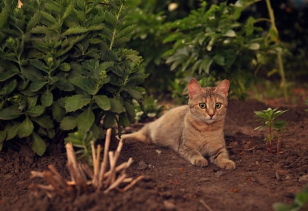 kitty - waiting, garden, playing, cat