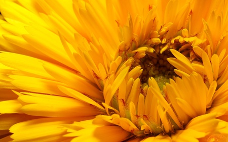 Yellow Flower - yellow flower, nature, yellow, beautiful, petals, flowers