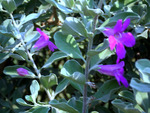 Beautiful tiny flowers