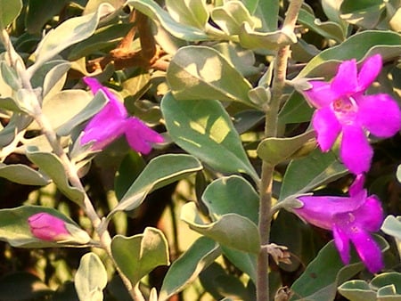 Tiny flowers - nature, tiny, flowers