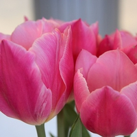 Pink Tulips for Luiza