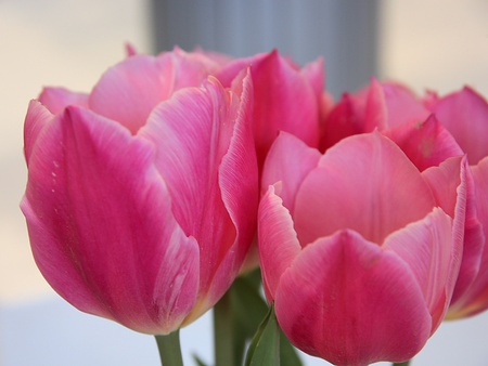 Pink Tulips for Luiza - nature, pink, tulips, flowers, garden