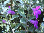 Mauve tiny flowers