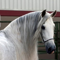 Grey Andalusian