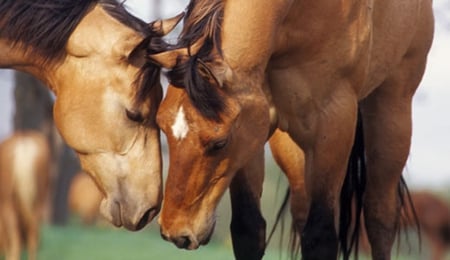 The Courtship - courtship, horses, relationship, bay