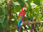 Macaw